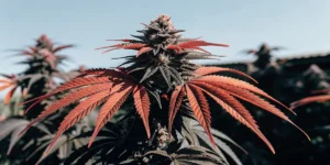 How to Grow runtz x layer cake: A Step-by-Step Guide
