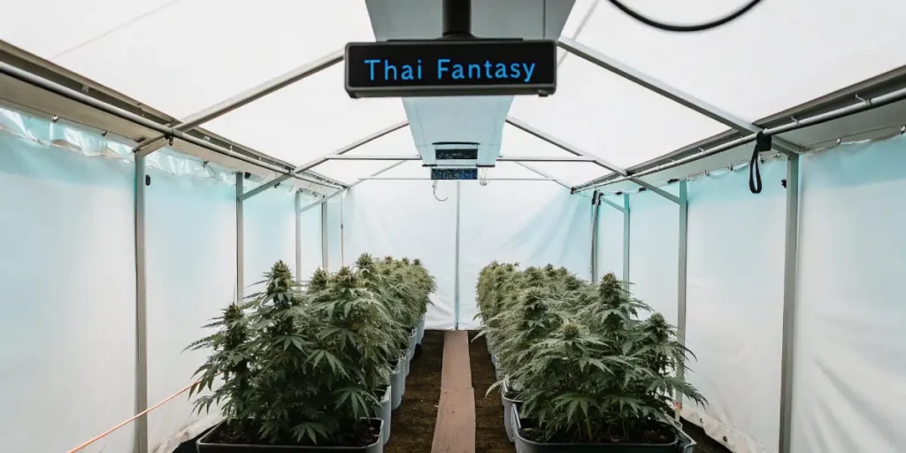 Thai Fantasy cannabis plants cultivated in a modern greenhouse environment.