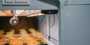 How to Grow Thai Fantasy: A Step-by-Step Guide