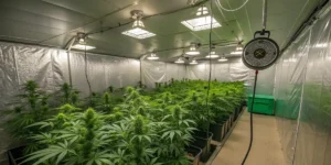 Wedding Crasher cannabis plants thriving in a well-ventilated indoor grow room with multiple fans and lights.