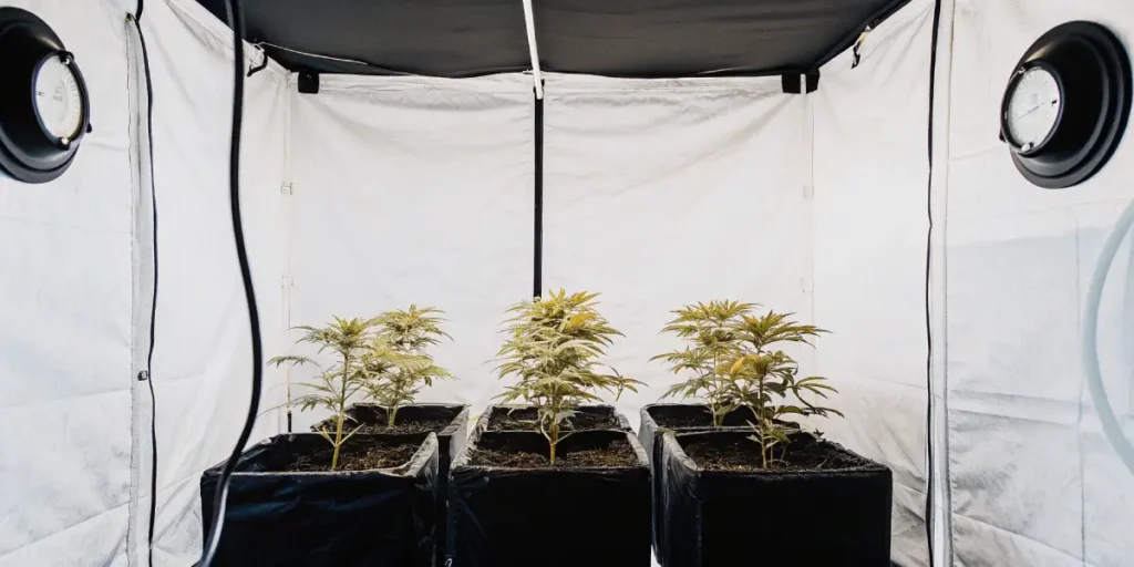 Young cannabis plants in a grow tent with light control.