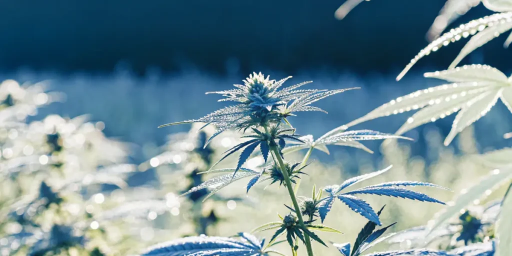 Close-up of an autoflowering cannabis plant with frosty, dewy leaves and buds, bathed in bright, cold light.