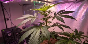 How to Grow Jealousy: A Step-by-Step Guide