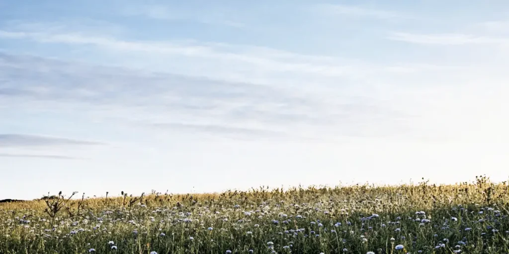 Expansive field of wildflowers under a bright blue sky with wispy clouds, illuminated by soft sunlight.