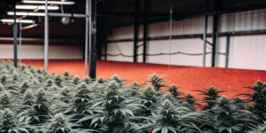 Indoor cannabis farm with rows of flowering marijuana plants