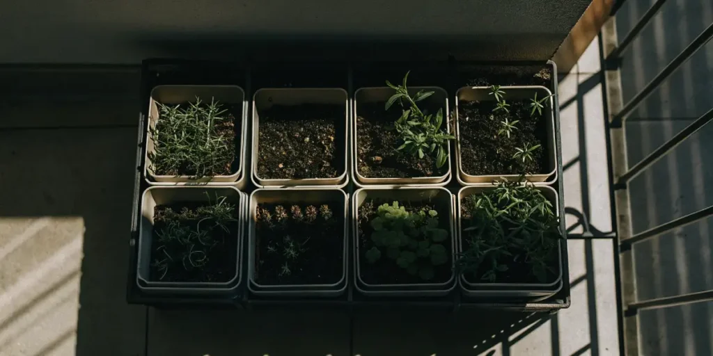 Overhead view of balcony herb seedlings growing in small pots with morning sunlight.