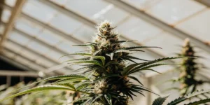 macro shot of a cannabis bud covered in trichomes during the 9th week of flowering