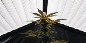 Cannabis plant thriving under artificial light in a modern grow tent