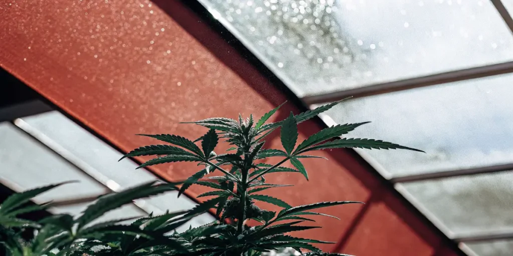 Healthy cannabis plant thriving under natural sunlight in a greenhouse.