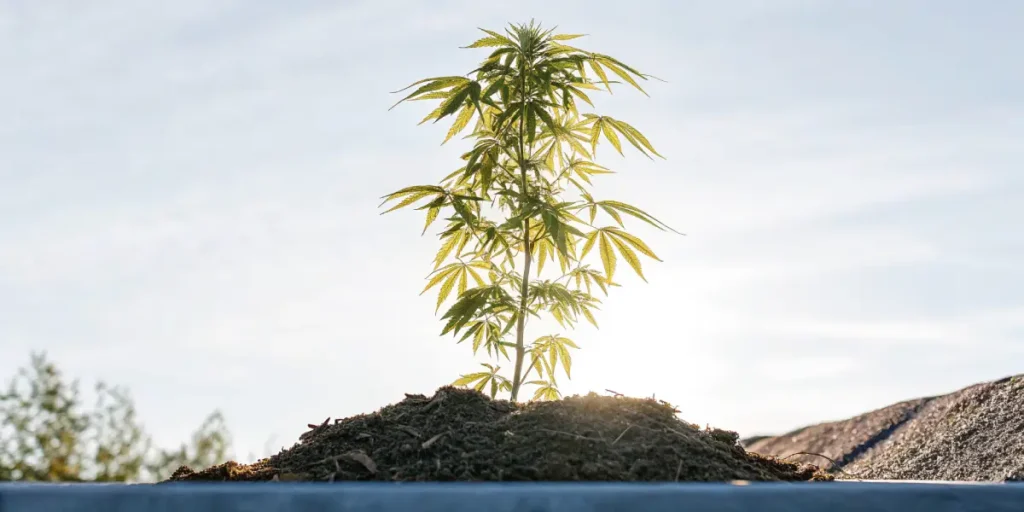 Cannabis seedling standing tall outdoors with sunlight in the background.