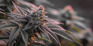 How to Grow Colombian Jack: A Step-by-Step Guide