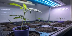 How to Grow Durban: A Step-by-Step Guide
