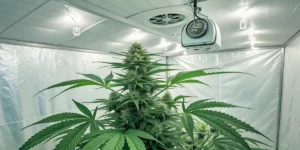 How to Grow Fat Bastard Auto: A Step-by-Step Guide