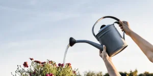 Gardener watering flowers with a metal watering can against a clear sky