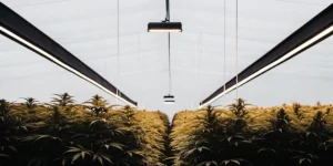 Boosted Cannabis Yields