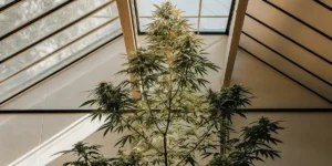 Mature cannabis plant thriving in a modern greenhouse with tall structure.