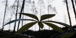 Close-up of a six-leaf tropical plant with raindrops by a calm river in the rainforest.