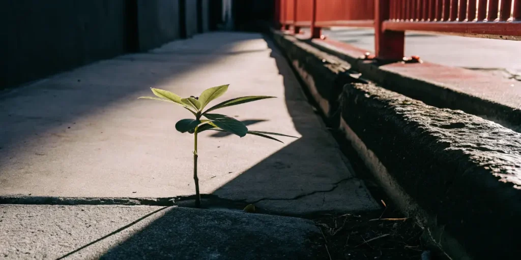 A six-leaf plant sprouting from a crack in an urban sidewalk.