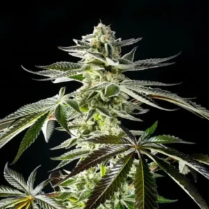 Apple & Bananas strain by Kannabia showing dense frosty buds and healthy cannabis plant structure
