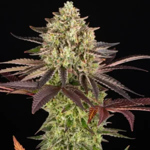 Apple Fritter cannabis plant with dense frosty buds and purple-tinged leaves