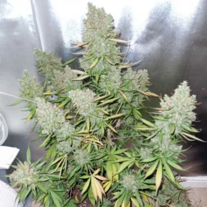 Auto Blueberry autoflower cannabis plant showing multiple dense buds, compact structure, and classic blueberry genetics grown indoors