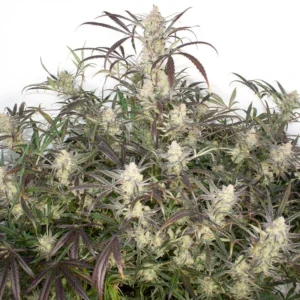 Auto Brooklyn Sunrise autoflower cannabis plant with tall structure, multiple resin-coated buds, and colorful leaves grown indoors