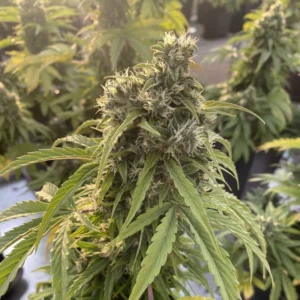 Auto CBD Victory autoflower cannabis plant with high CBD content, showing compact buds, light green leaves, and mature flowering structure outdoors