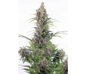 Auto CBD White Widow autoflower cannabis plant with resinous buds, balanced CBD genetics, and classic White Widow structure during flowering