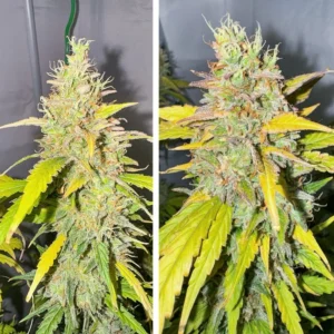 Auto Candy Bubatz XL autoflower cannabis plant showing large central cola, dense frosty buds, and yellowing leaves at late flowering stage