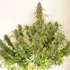 Auto Daiquiri Lime autoflower cannabis plant with lime-scented buds, sativa-leaning structure, and dense resin production during flowering