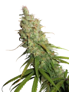 Auto Desfrán autoflower cannabis plant with elongated sativa buds, high resin coverage, and vigorous vertical growth during flowering