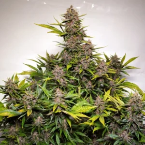 Auto Forbidden Cherry autoflower cannabis plant with dense purple-tinged buds, strong branching structure, and resin-rich flowers in late flowering