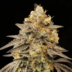 Auto Frozen Biscotti autoflower cannabis plant with extremely frosty buds, compact structure, and dense resin-covered flowers in late flowering