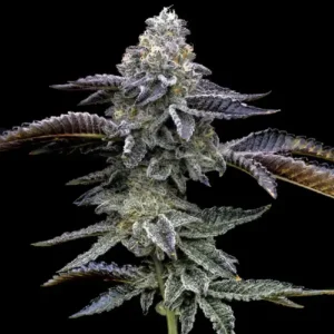 Blue Dream cannabis plant with heavy trichome coverage and elongated frosty buds