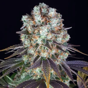 Bruce Banner cannabis strain with dense frosty buds, orange pistils and purple-tinged leaves