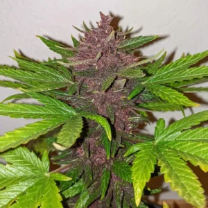 CBD Auto Blackberry Kush autoflower cannabis plant with dark purple buds, green fan leaves, and high CBD genetics during late flowering stage