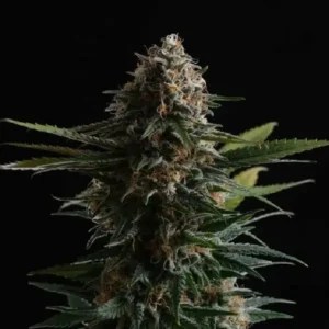 Candy Cream Go Fast strain by Kannabia with compact buds, rich resin production and fast flowering genetics