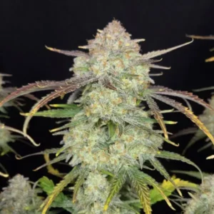 Close-up of Frostbanger Auto buds displaying compact structure, frosty trichomes, and mature autoflower flowers