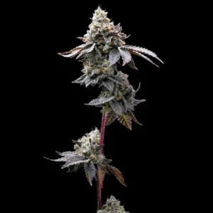 GMO Cookies cannabis strain featuring dense frosty buds, dark purple leaves and heavy trichome coverage