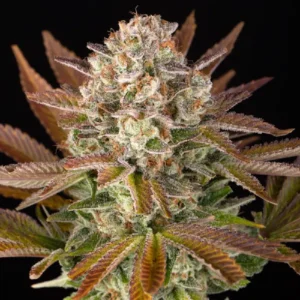 Jealousy cannabis strain showcasing dense frosty buds, purple-tinted leaves and heavy trichome production