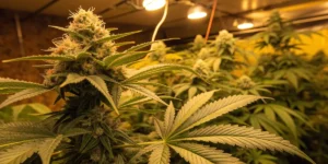 How to Grow La Blanca: A Step-by-Step Guide