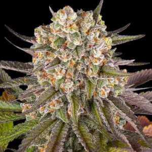 Limoncello cannabis strain featuring dense frosty buds, bright green tones, orange pistils and heavy trichome coverage
