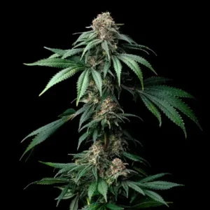 Mendo Breath cannabis strain showing compact indica-dominant buds, deep green leaves, orange pistils and thick trichome coverage
