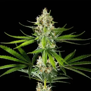 Oreoz USA strain by Kannabia showing dense resinous buds and strong cannabis plant structure