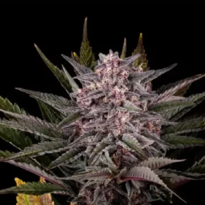 Pink Gelato strain by Kannabia with frosty purple buds and dense resin-covered cannabis flowers