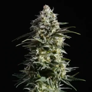 Pure Skunk Go Fast cannabis strain showing a tall central cola with compact buds, classic skunk structure, and light resin coverage
