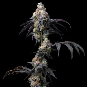 Rainbow Sherbet cannabis strain with dense buds, dark purple leaves, bright orange pistils and heavy trichome coverage
