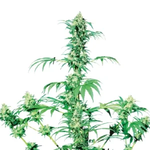 Sensi Early Girl cannabis plant with tall structure and multiple dense buds