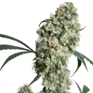 Sensi Ed Rosenthal Super Bud REG cannabis plant with dense buds and classic old-school genetics