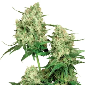 Sensi Maple Leaf Indica cannabis plant with compact structure and dense indica buds